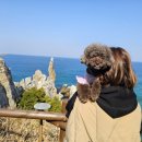 덕풍어린이공원 | 삼척 추암촛대바위 출렁다리 애견동반 강아지 여행