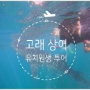 아이랑 보홀] 필리핀 보홀 여행 9 : 유치원 아이 고래 상어 투어 후기 (예약 주의점, 준비물, 스노쿨링...