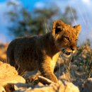 아프리카 PC 이미지