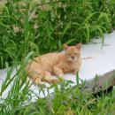 아멘농장 이미지