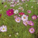 문산1교 이미지