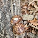 버섯공인중개사사무소 이미지