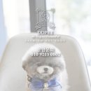 디디펫 수원강아지분양 이미지