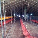 친환경화식농장 이미지