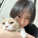 Cats Life 이미지