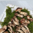 제이엠 9 주유소 이미지