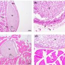 양식 벤자리 (Parapristipoma trilineatum)의 Kudoa lutjanus 이미지