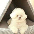 강아지집 이미지