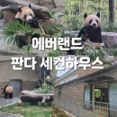 초밥랜드 | 에버랜드 : [ 판다월드 세컨하우스 ] 에버랜드 오픈런 루이바오 후이바오 4초밥 솔직후기