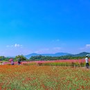 천일홍축제 이미지