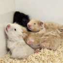 펫엔글라이더본점&로던트클럽 광주 | 🐾 광주 이색 반려동물 전문샵 펫엔글라이더 본점 &amp; 로던트클럽