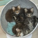 대구 고양이분양 캣갤러리 | 메인쿤가정분양 · 대형고양이분양 전 꼭 알아야 할 알짜배기 정보!