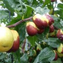 광암농장 이미지