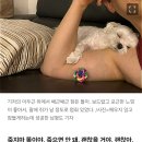 '10살 똘이'의 장례식…태어나 가장 많이 울었다[남기자의 체헐리즘] 이미지