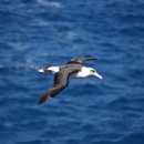 알바트로스(Albatrus)