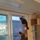 캣그린 | 뚱냥이들이 올라가도 흔들림없는 캣타워 그린웨일 B3 구매 후기(내돈내산) - feat 뚱냥이랑 살아요.