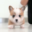 미유펫 강아지분양 고양이분양 부천점 | 부천강아지분양 미유펫 웰시코기