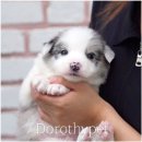 천안 강아지분양 도로시펫 이미지