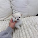 데일리독 의정부강아지분양 애견분양 | 의정부24시강아지분양 말티폼분양 따뜻한요즘 반려견분양 데일리독에서 알아보세요.