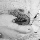 이레외과동물병원 이미지