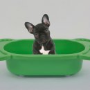 댕댕이# 이미지