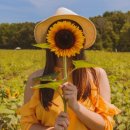 해바라기발전소 이미지