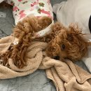 가나동물병원 | 송파 라온펫동물병원 여자 강아지 중성화 수술 후기