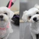 봉식동물병원 이미지