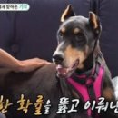 반려견 이미지
