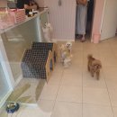 나한테 반하개 이미지