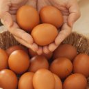 행복한닭농장 이미지