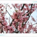삼육매점 이미지
