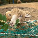 늘솔길근린공원양떼목장 이미지