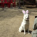 안정환의바글바글 | 안정환의 바글바글 방문후기 (부제: 축구 선수 안정환인가?)