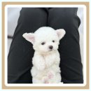 행복한펫샵 - 서구 국채보상로 343 | 행복한펫샵