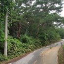 양지-3120 이미지