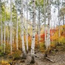 자작나무 이미지