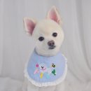 하이몽 애견미용실 이미지