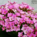 금성반점 이미지