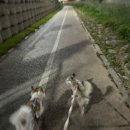 몽몽(MongMong) 이미지