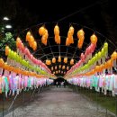 함양산삼사랑 이미지