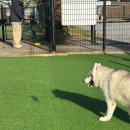 천사GPS | 광주 상무지구 카페GPS 대형견 소형견 구분없이 뛰뛰하기 좋은 애견카페