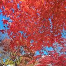 황금코다리 정관점 이미지