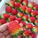 홈딸기농원 | 겨울에 더 맛있는 논산딸기 추천, 류권호농원 설향딸기 솔직후기 (딸기라떼 레시피)