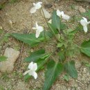 원동초등학교이천분교 이미지