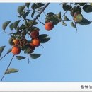 광염농장 이미지