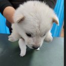 운봉동물병원 이미지