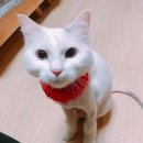 포캣(for cat) 이미지