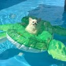 휴개소 | 부산 양산 애견수영장 댕댕휴개소 운동장 2시간 대관 후기