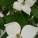 주약현대2차아파트 이미지